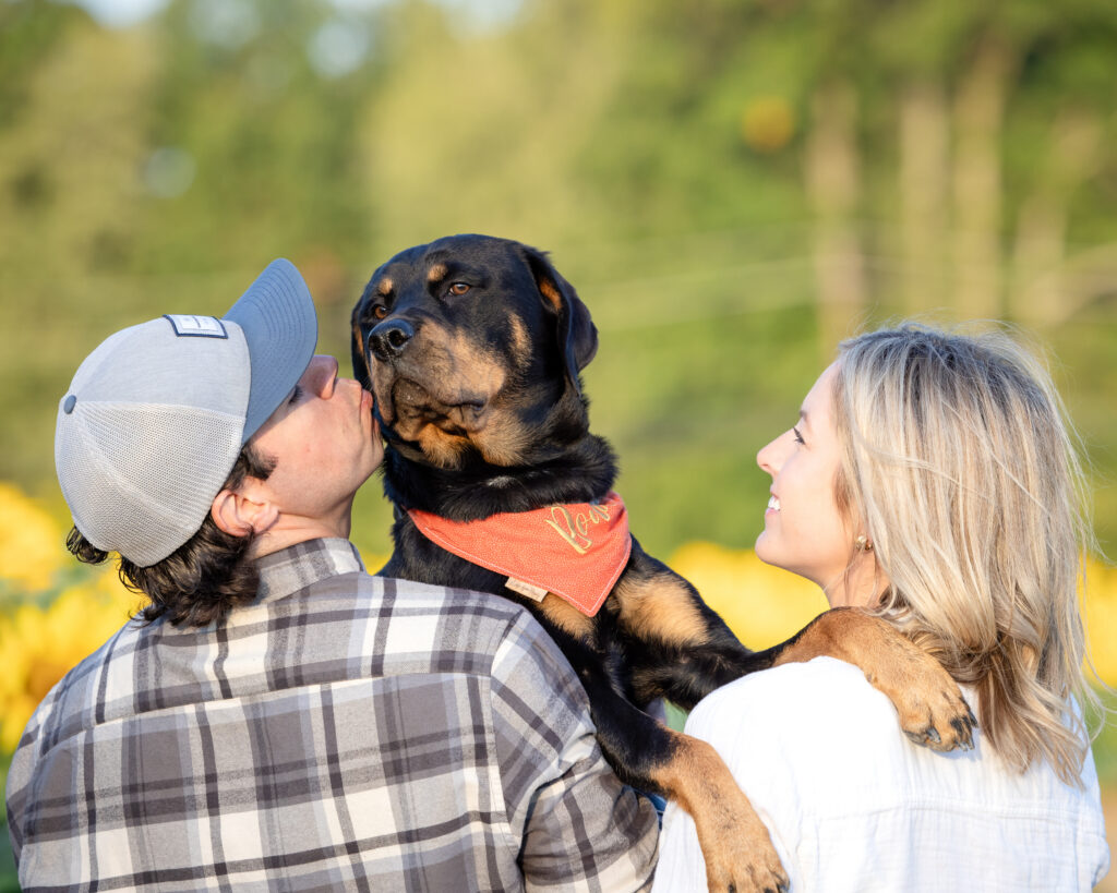 Rottweiler family portrait session at sunflower field Cleveland Ohio